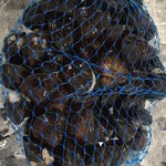 いきいき - 「いきいき」さんの販売物ではありません。涸沼周辺には、シジミの直売所が数店あって、写真のようなシジミが売ってます。大粒ながら、600円とリーズナブル！