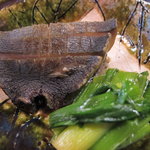 虎屋 壺中庵 - 蒸し鮑　この柔らかさと風味が凄い