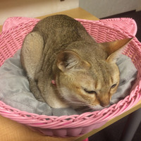 口コミ一覧 : 猫カフェ きゃりこ 新宿店 （calico） - 新宿西口/その他