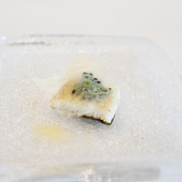 アロマフレスカ - 前菜：うなぎとキャビア