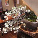 滝乃家 - 春は「ゆすら梅」　一見の価値あり！見事ですよ～