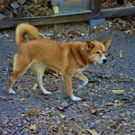 おおば製パン - お店のワンちゃん