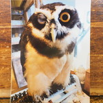 パクチーバル 8889 - お土産