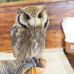 パクチーバル 8889 - アフリカオオコノハズクの「トト」