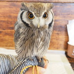 パクチーバル 8889 - アフリカオオコノハズクの「トト」