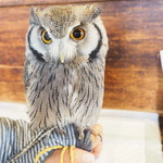 パクチーバル 8889 - アフリカオオコノハズクの「トト」