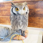 パクチーバル 8889 - アフリカオオコノハズクの「トト」