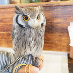 パクチーバル 8889 - アフリカオオコノハズクの「トト」