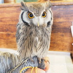 パクチーバル 8889 - アフリカオオコノハズクの「トト」