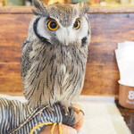 パクチーバル 8889 - アフリカオオコノハズクの「トト」