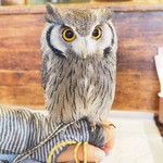 パクチーバル 8889 - アフリカオオコノハズクの「トト」