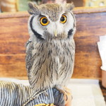 パクチーバル 8889 - アフリカオオコノハズクの「トト」