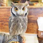 パクチーバル 8889 - アフリカオオコノハズクの「トト」