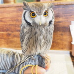 パクチーバル 8889 - アフリカオオコノハズクの「トト」