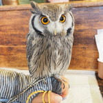 パクチーバル 8889 - アフリカオオコノハズクの「トト」