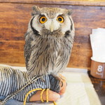 パクチーバル 8889 - アフリカオオコノハズクの「トト」