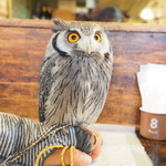 パクチーバル 8889 - アフリカオオコノハズクの「トト」