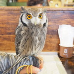 パクチーバル 8889 - アフリカオオコノハズクの「トト」