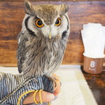 パクチーバル 8889 - アフリカオオコノハズクの「トト」