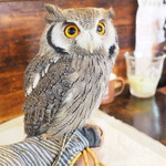 パクチーバル 8889 - アフリカオオコノハズクの「トト」