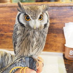 パクチーバル 8889 - アフリカオオコノハズクの「トト」