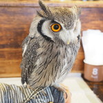 パクチーバル 8889 - アフリカオオコノハズクの「トト」