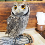 パクチーバル 8889 - アフリカオオコノハズクの「トト」