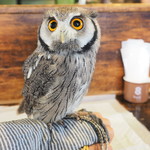 パクチーバル 8889 - アフリカオオコノハズクの「トト」