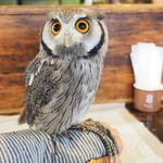 パクチーバル 8889 - アフリカオオコノハズクの「トト」