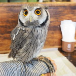 パクチーバル 8889 - アフリカオオコノハズクの「トト」