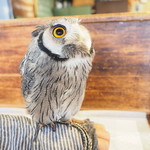 パクチーバル 8889 - アフリカオオコノハズクの「トト」