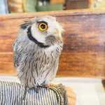 パクチーバル 8889 - アフリカオオコノハズクの「トト」