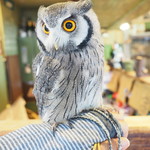 パクチーバル 8889 - アフリカオオコノハズクの「トト」