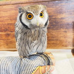 パクチーバル 8889 - アフリカオオコノハズクの「トト」