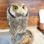 パクチーバル 8889 - アフリカオオコノハズクの「トト」