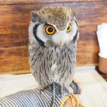 パクチーバル 8889 - アフリカオオコノハズクの「トト」