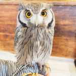 パクチーバル 8889 - アフリカオオコノハズクの「トト」