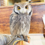 パクチーバル 8889 - アフリカオオコノハズクの「トト」