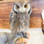 パクチーバル 8889 - アフリカオオコノハズクの「トト」