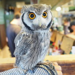 パクチーバル 8889 - アフリカオオコノハズクの「トト」