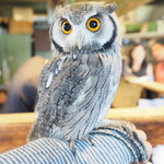 パクチーバル 8889 - アフリカオオコノハズクの「トト」