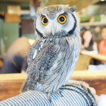 パクチーバル 8889 - アフリカオオコノハズクの「トト」