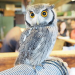 パクチーバル 8889 - アフリカオオコノハズクの「トト」