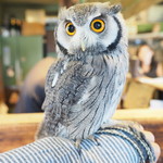 パクチーバル 8889 - アフリカオオコノハズクの「トト」