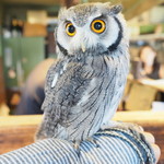 パクチーバル 8889 - アフリカオオコノハズクの「トト」