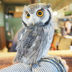 パクチーバル 8889 - アフリカオオコノハズクの「トト」