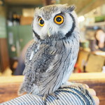 パクチーバル 8889 - アフリカオオコノハズクの「トト」