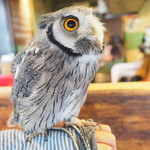 パクチーバル 8889 - アフリカオオコノハズクの「トト」