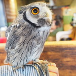 パクチーバル 8889 - アフリカオオコノハズクの「トト」