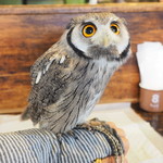 パクチーバル 8889 - アフリカオオコノハズクの「トト」